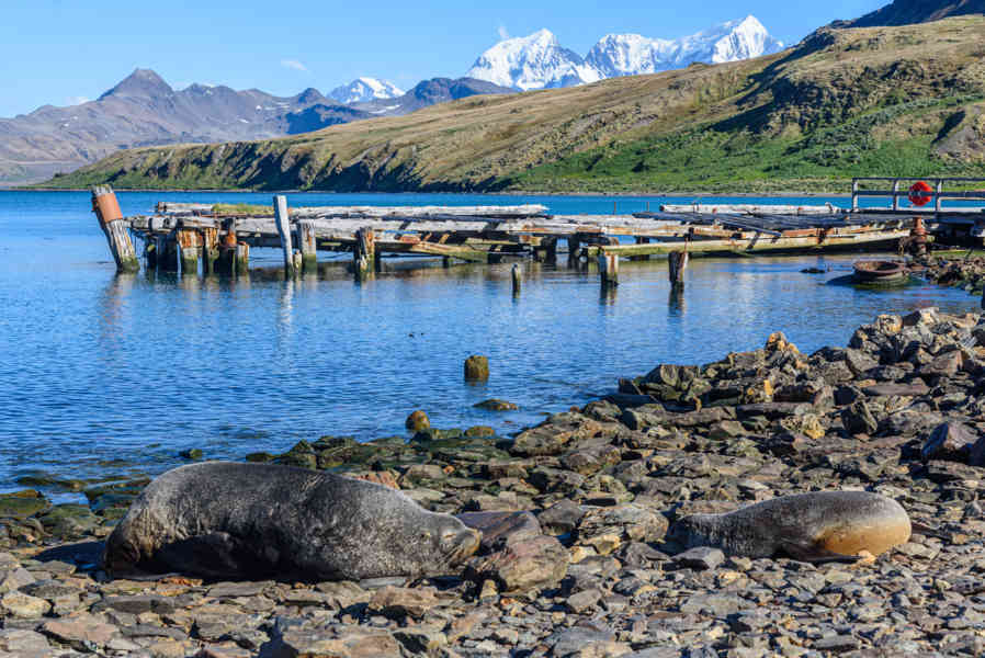 Islas Georgias del Sur 032 - Grytviken - Harpon Jetty - Leones Marinos.jpg